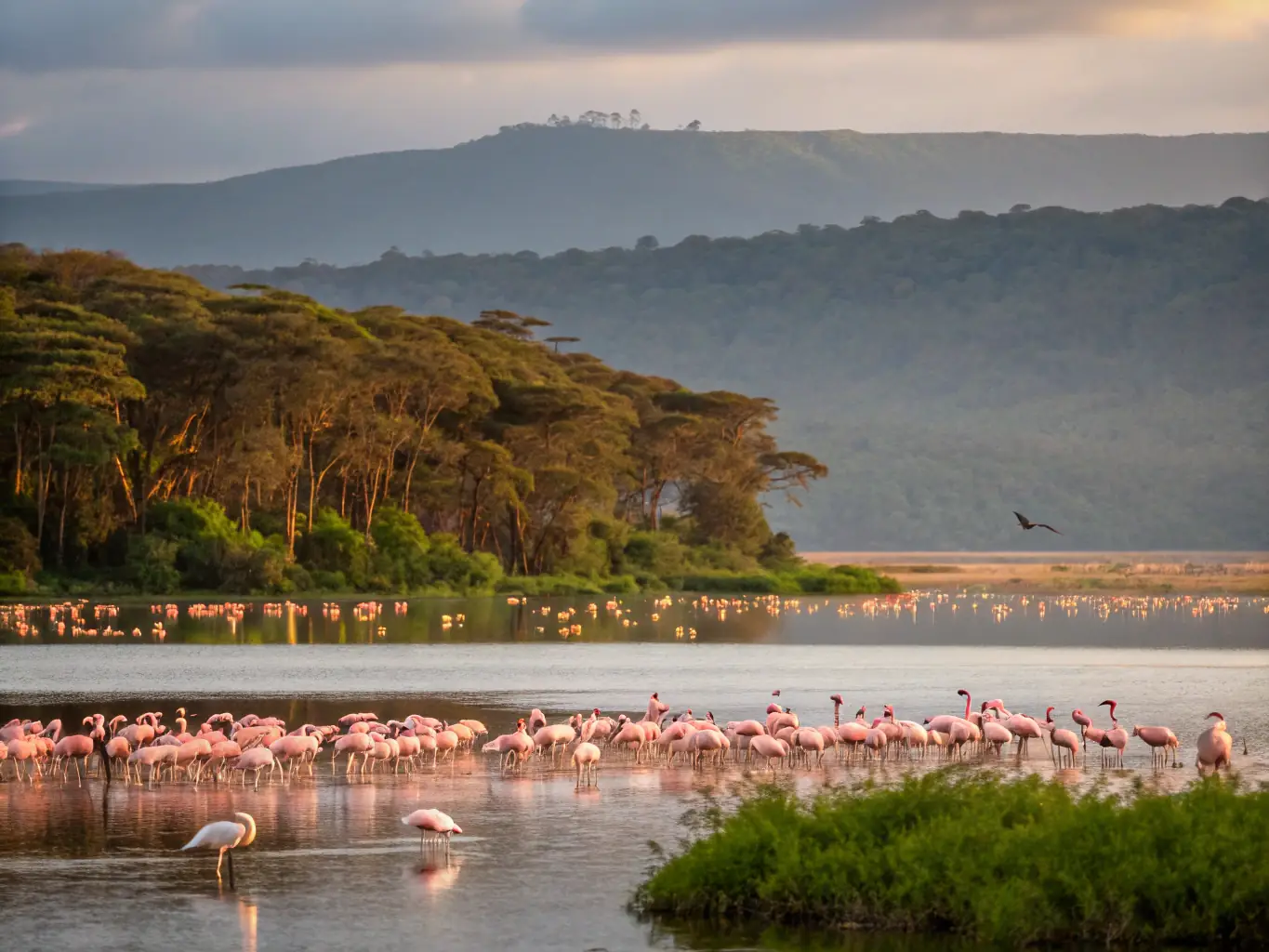 A scenic view of Lake Nakuru with thousands of flamingos feeding in the shallow waters. The image highlights the vibrant birdlife of Lake Nakuru National Park.